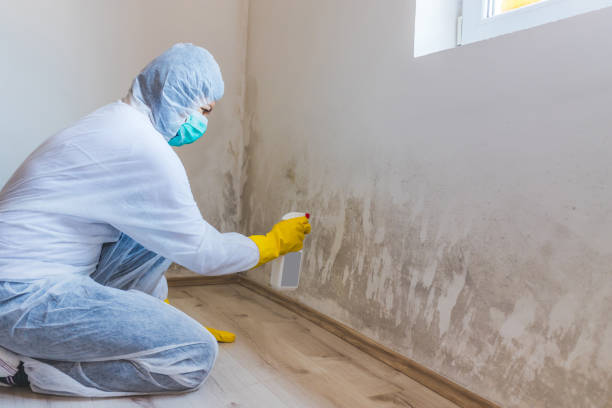 Black mold inspection in Medina